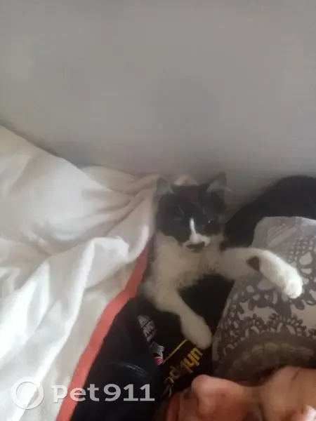 Chat Touff, patounes blanches, disparu - photo