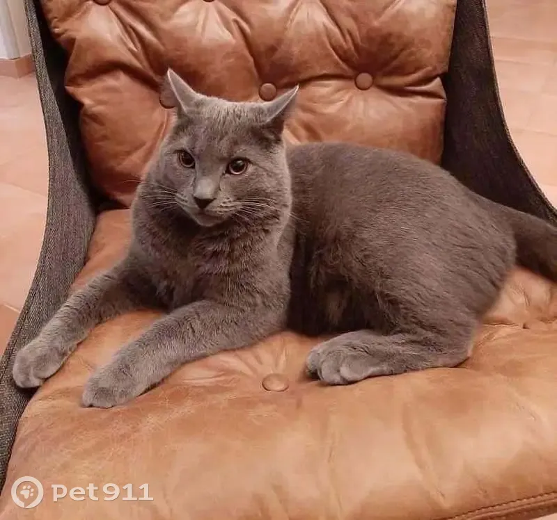 CHAT PERDU - APPEL À AIDE - photo