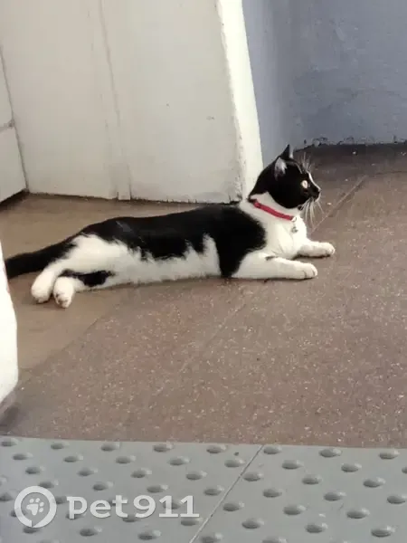 Chat noir et blanc perdu, Firminy - photo
