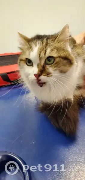 Chatte douce blessée trouvée au Mans - photo