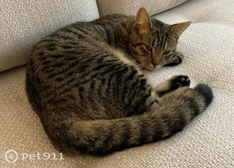 Chat européen perdu, Paris 38 - photo
