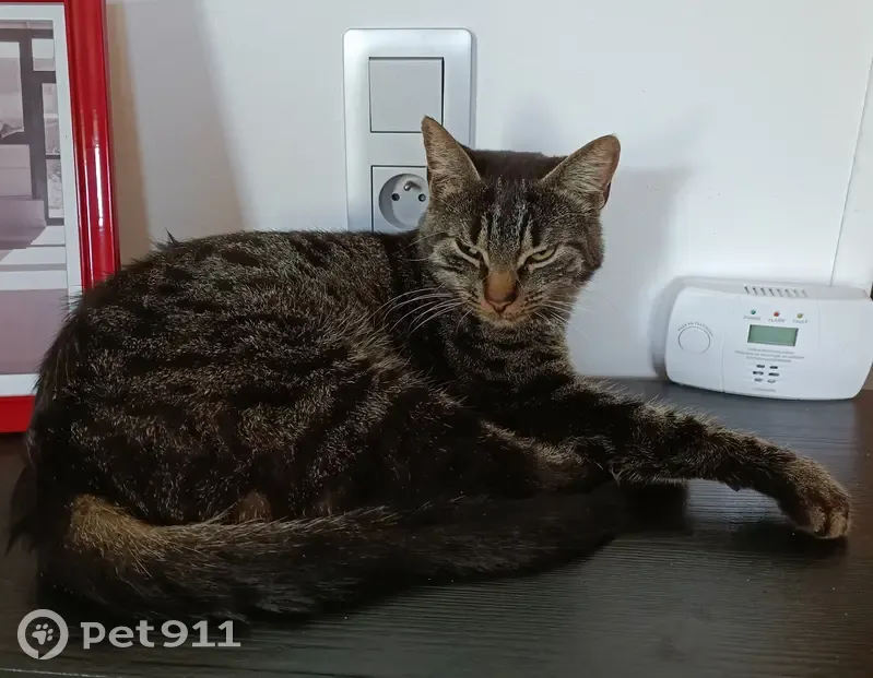 Chat disparu Garçon (fl488432) - photo