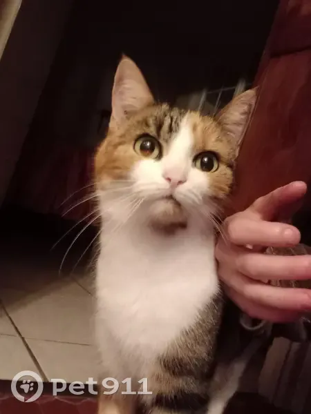 Chat disparu Fille (fl488433) - photo