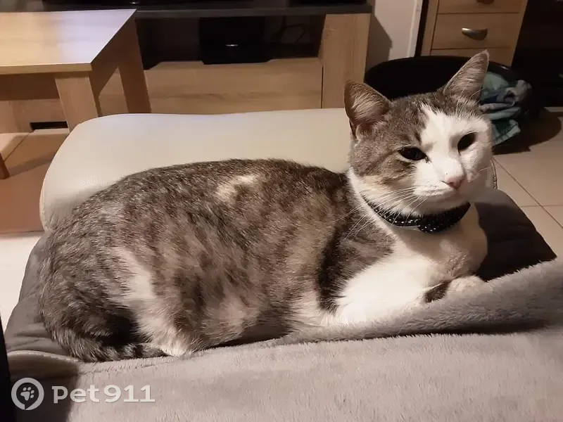 Chat tigré gris/blanc perdu - photo