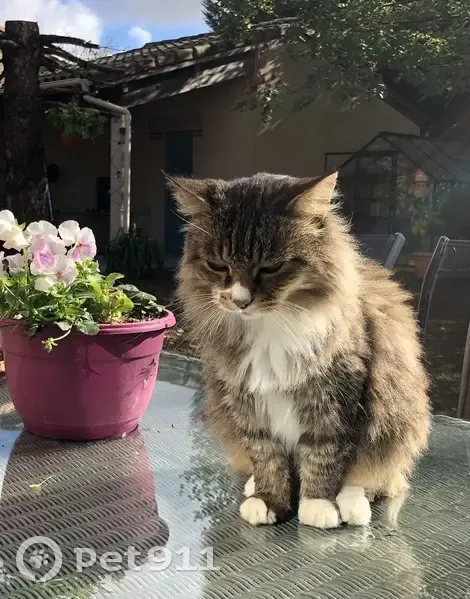 Chat Européen Tigré Perdu - photo