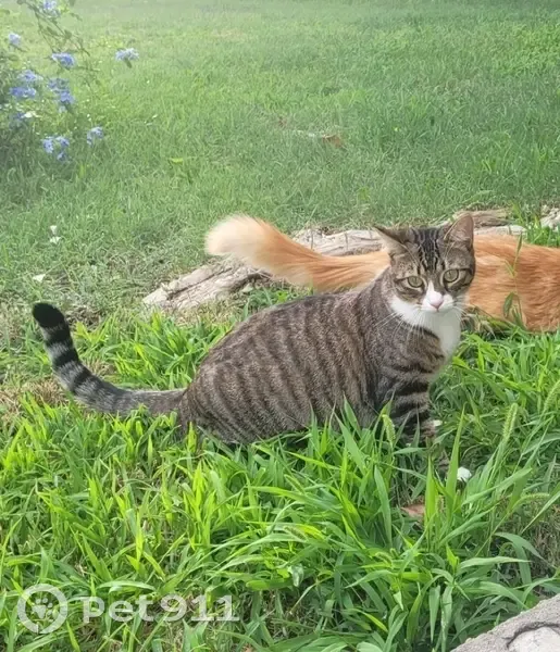 Chatte TISHA perdue à Nîmes - photo