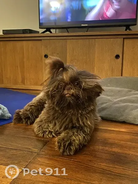 Shih-tzu perdu près de Suippes - photo