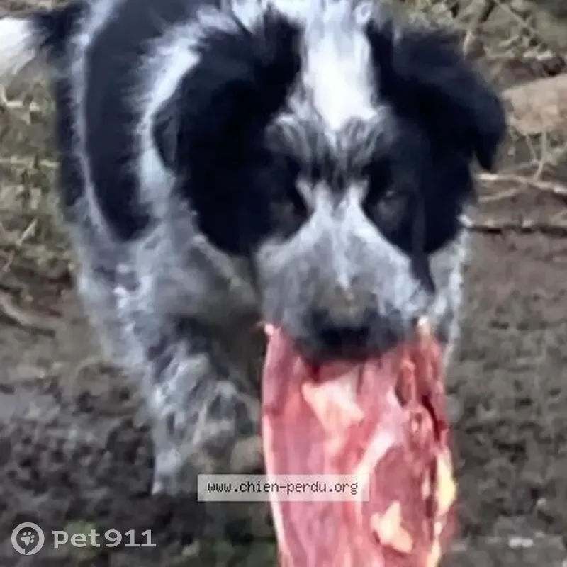 Chiot Uda disparu près de Navarrenx - photo