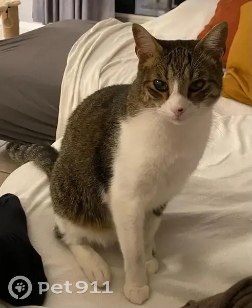 Chat Zekino perdu à Strasbourg - photo