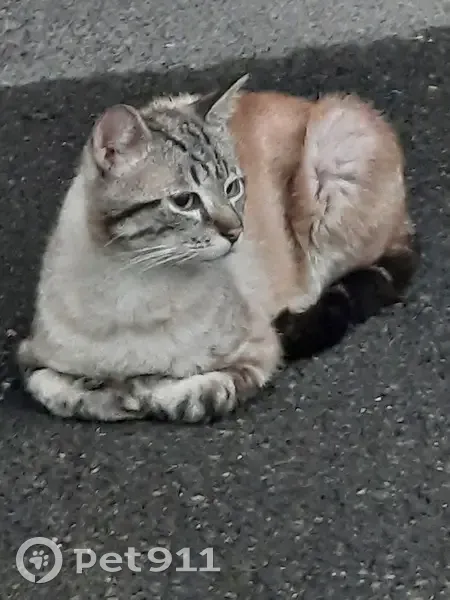 Chat Siamois Perdu - Franconville - photo