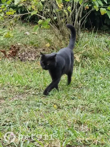 Chat noir amical trouvé à Vaucouleurs - photo