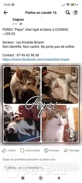 Chat perdu à Cognac, rue Briand - photo