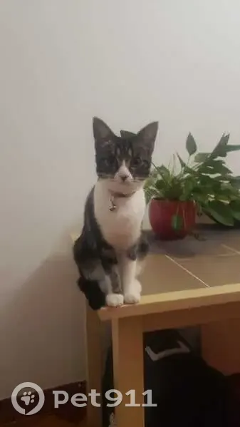 Chatte Maya perdue, queue cassée - photo