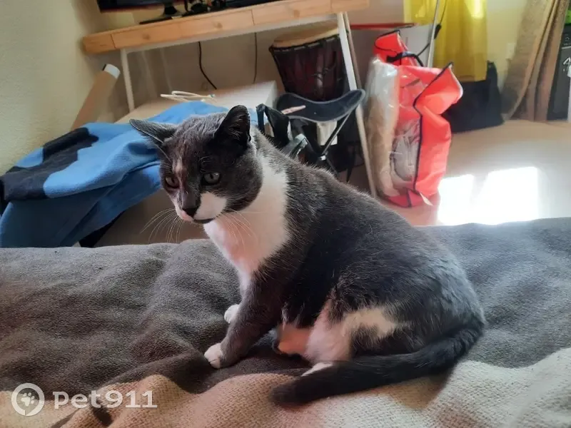 Chat âgé Grisette perdu à Sampzon - photo
