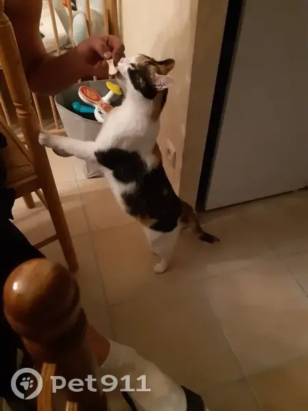 Chat Écaille Perdu à Sassierges - photo