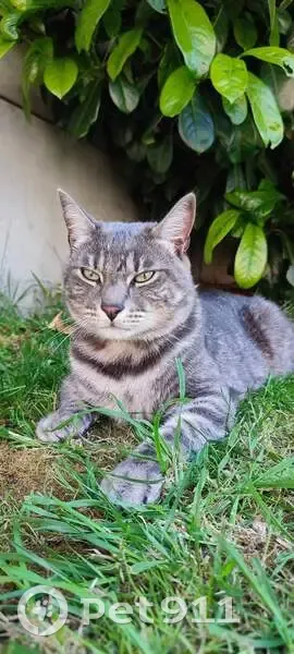 Chat gris tigré perdu - Tao - photo
