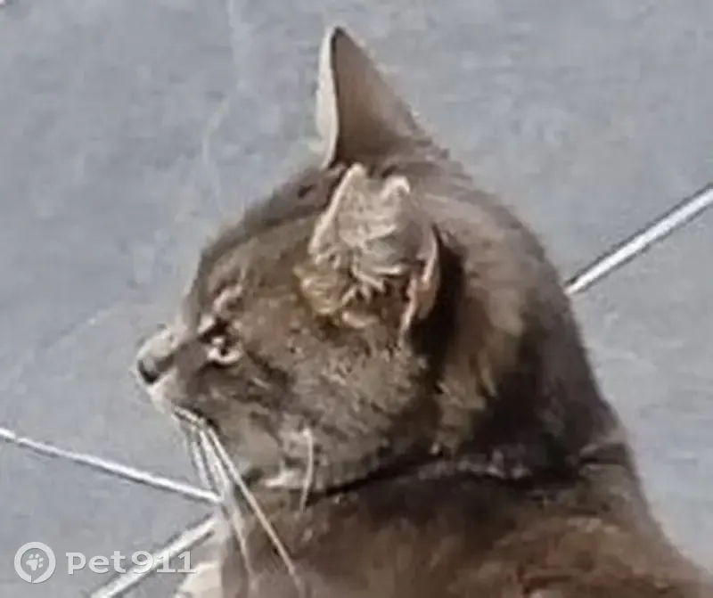 Avis de recherche: Grisou, chat échappé - photo