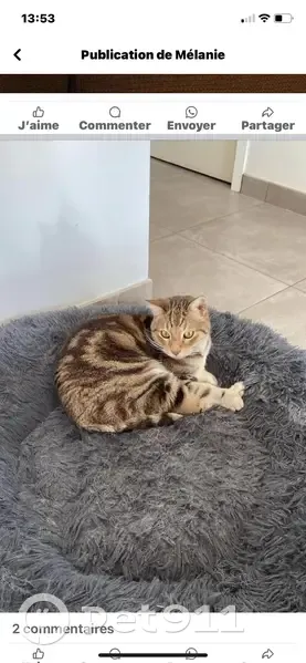 Chat Swaguy disparu au Crès - photo