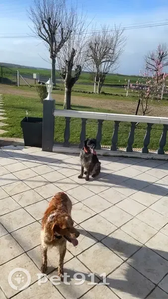 Chiens perdus: Luna & Sonic - photo