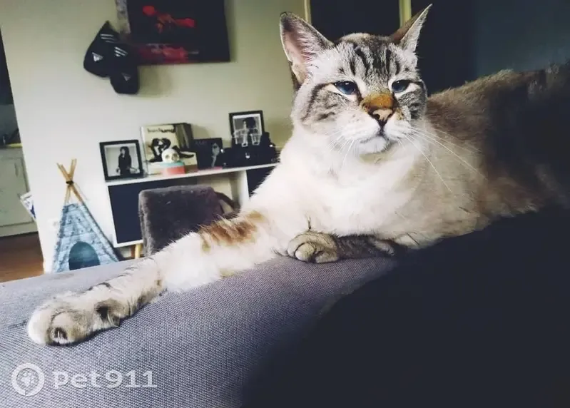 Chat âgé perdu à Mouvaux - photo