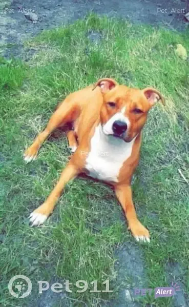Chien perdu à Masny, alerte! - photo