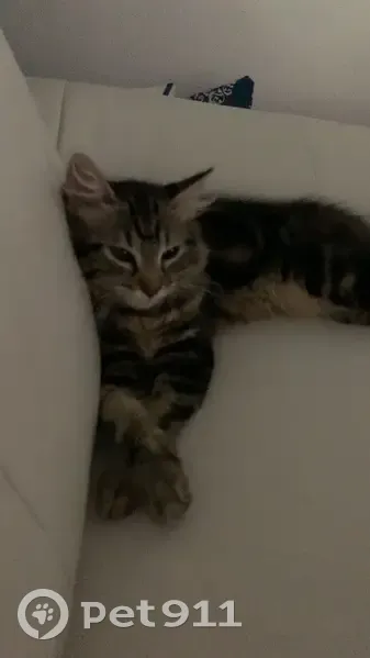 Chat Uno perdu à Hindlingen - photo