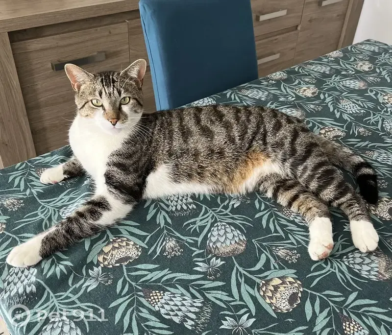 Chat tigré perdu à Tournus - photo