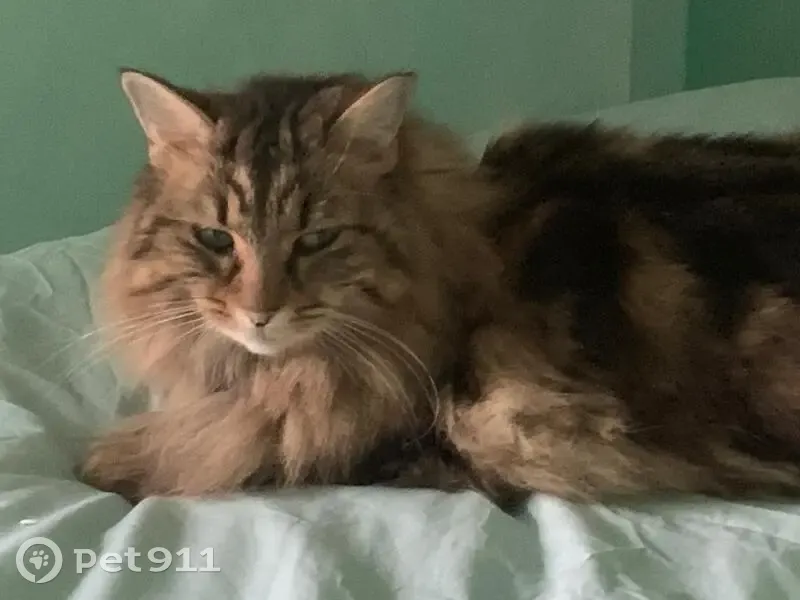 Chatte tatouée perdue à Pouillé - photo