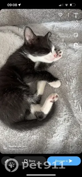 Chaton perdu à Lansargues - photo