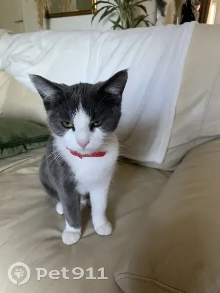 Chaton perdu: collier rouge - photo