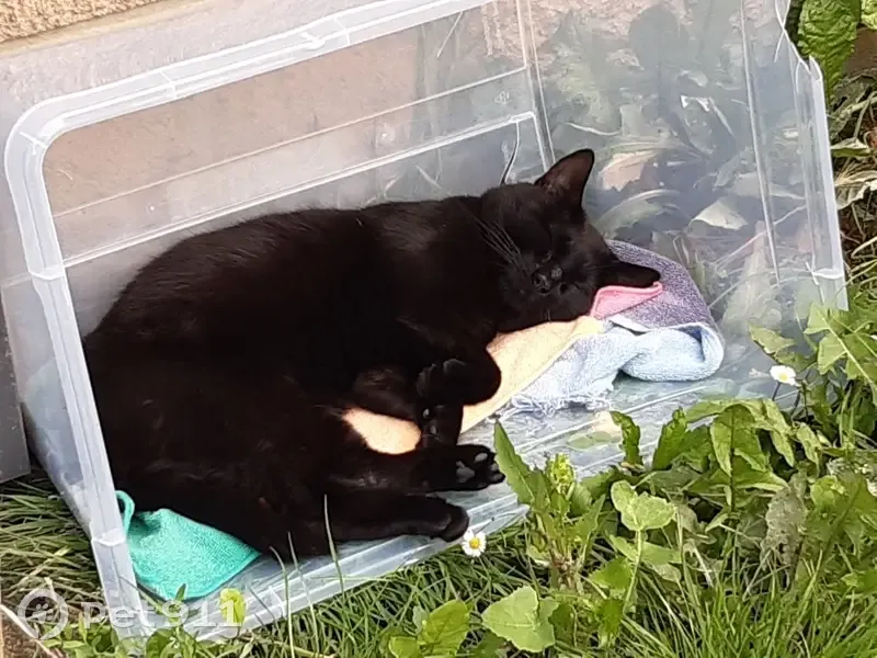 Chat perdu à Roubaix, Fresnoy 83 - photo