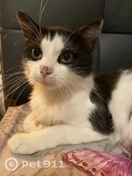 Chatte perdue à Avesnelles - photo