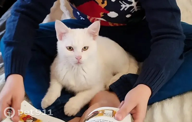 Chaton blanc perdu à Chanay - photo