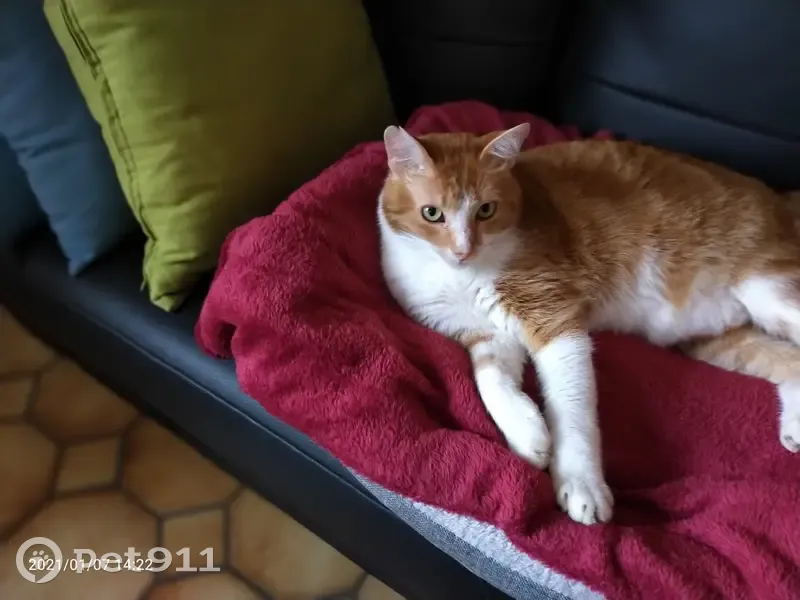 Chat roux et blanc perdu à L'Île-Bouchard - photo