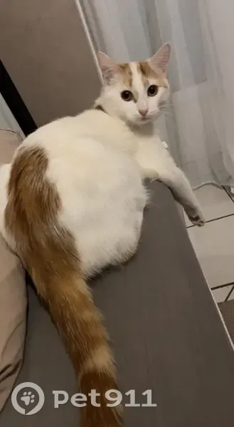 Chat blanc tacheté roux perdu - photo