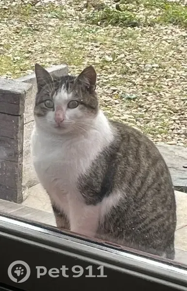 Chat affectueux trouvé à Nivigne - photo