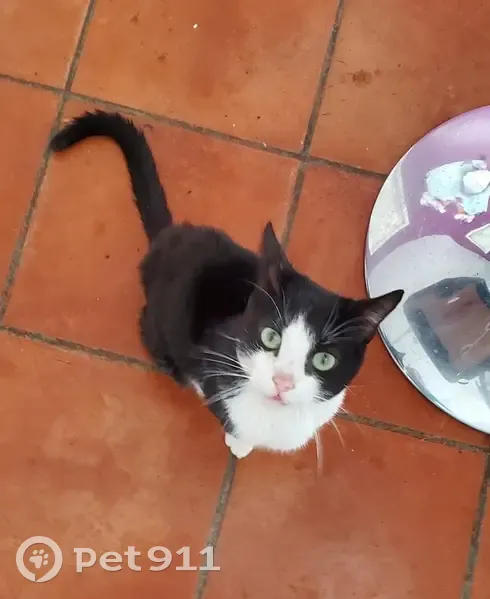 Chaton noir et blanc trouvé à Nîmes - photo