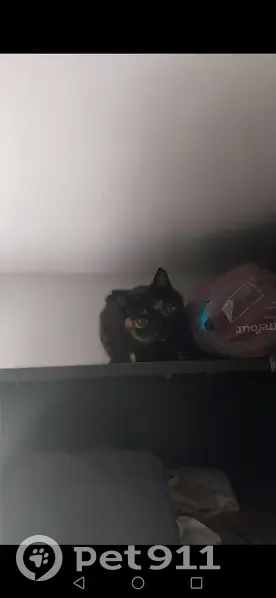 Chat disparu à Mont-de-Marsan - photo