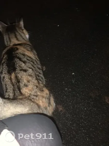 Chat trouvé à Sens, apeuré - photo