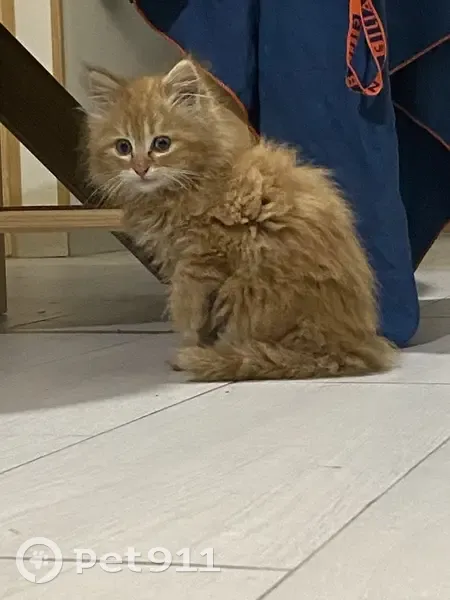 Chaton perdu sauvé la nuit - photo