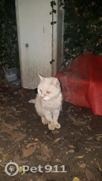 Chat blessé trouvé à Saint-Michel - photo