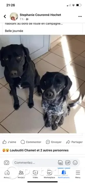 Alerte: Disparition Sybelle & Tibou - photo