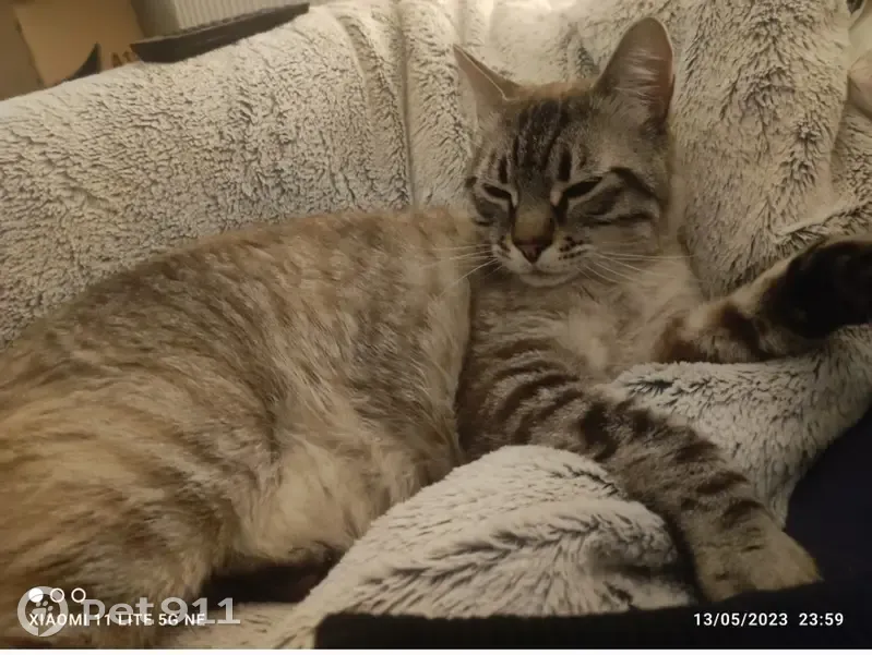 Chat tigré perdu à Seynod - photo