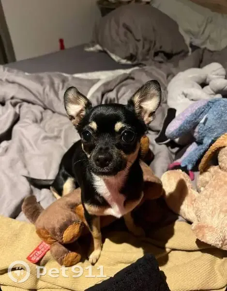 Avis: Chihuahua perdu, noir/blanc - photo