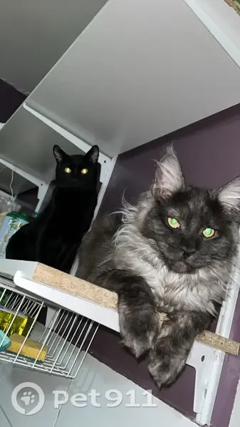 Chat Aslan Maine Coon Perdu - photo