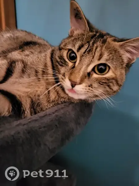Avis de recherche: Louna, chaton - photo