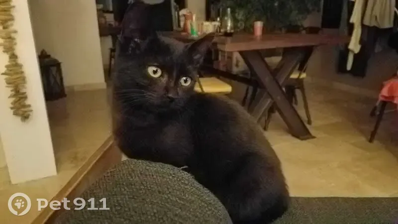 Chaton noir Brookie perdu - Ger - photo