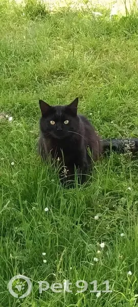 Chat angora perdu à Rauzan - photo