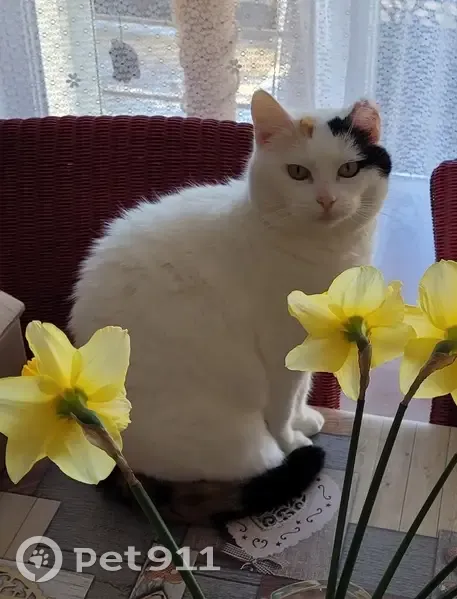 Chat sans collier oreille coupée perdu - photo