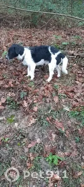 Chien noir et blanc perdu à Larrivière - photo